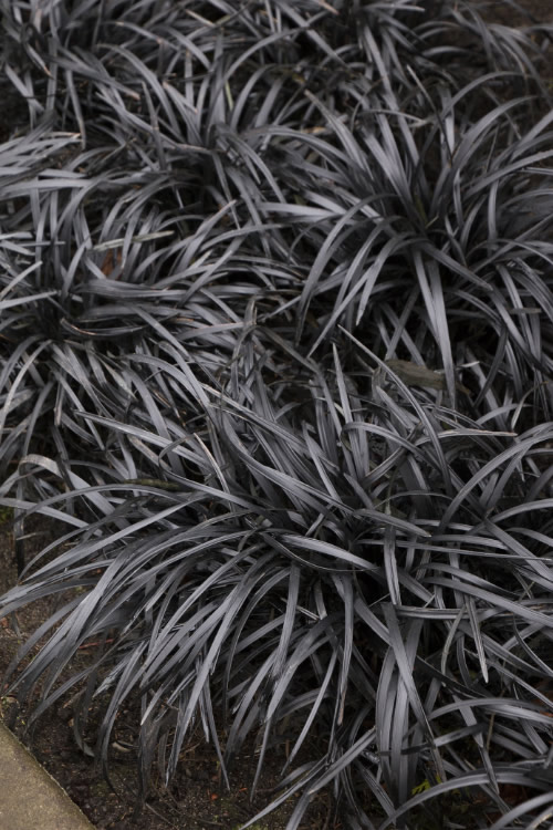 crna-trava-ophiopogon-black.jpg
