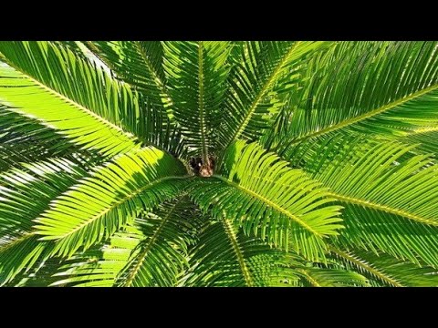 kanarska-urma-palmaceae.jpg