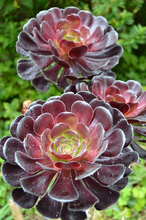 AEONIUM