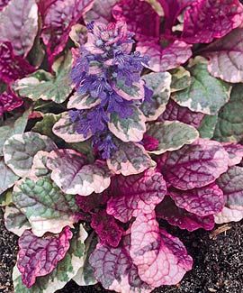 AJUGA (Burgundy Glow)