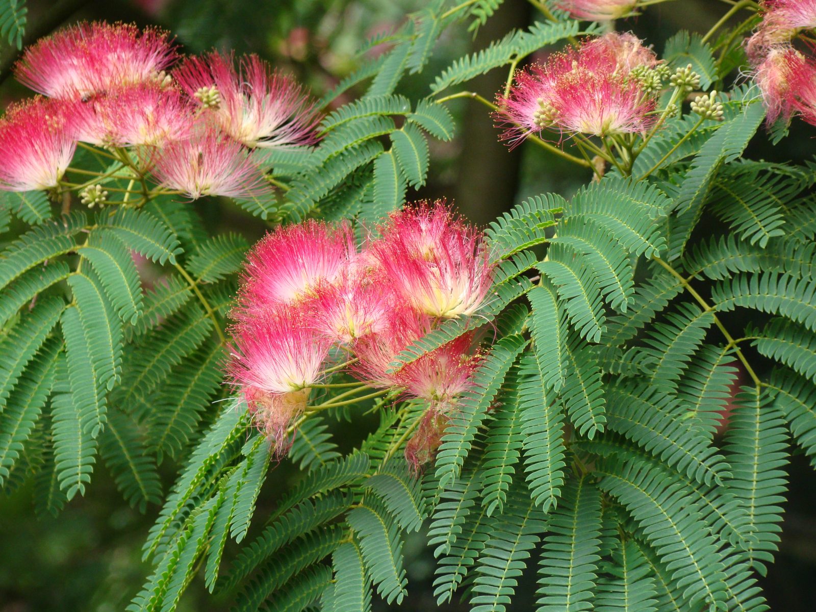 ALBICIJA (Albizia Julibrissin)