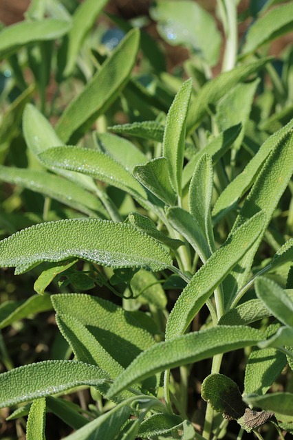 ŽALFIJA (Salvia Officinalis)