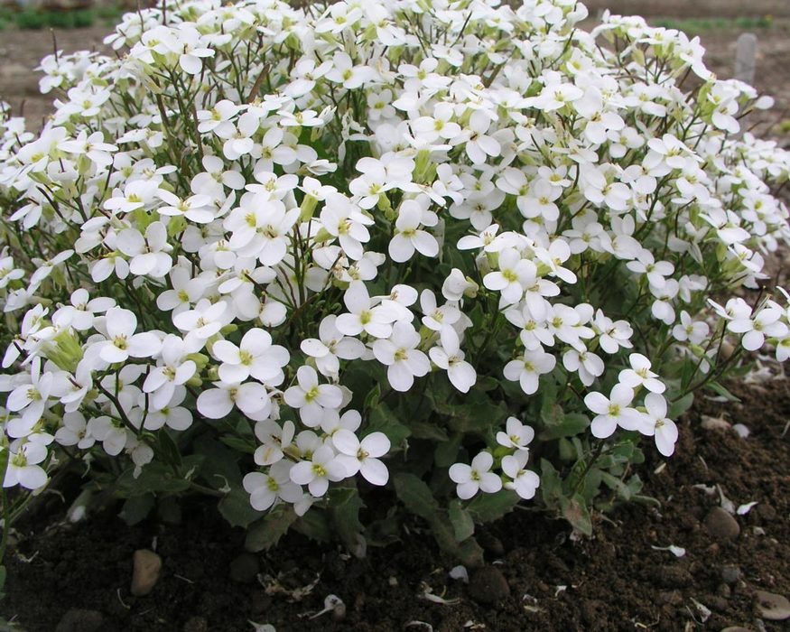 ARABIS (Arabis Caucasica)