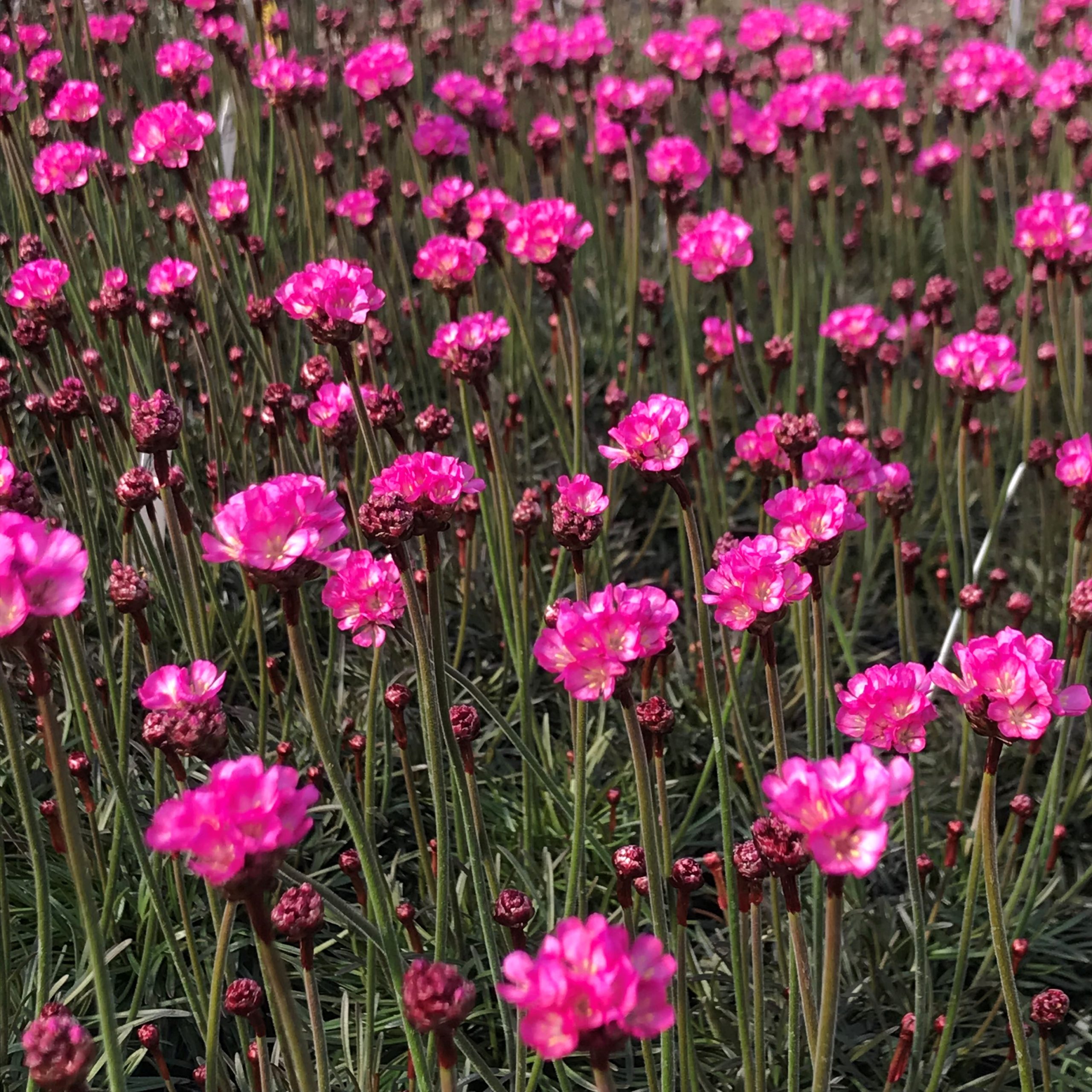 ARMERIJA (Armeria)