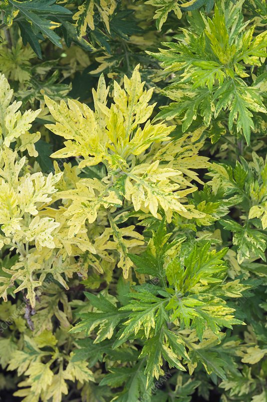 ARTEMISIA VULGARIS VARIEGATED