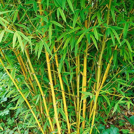 BAMBUS (Phyllostachys)