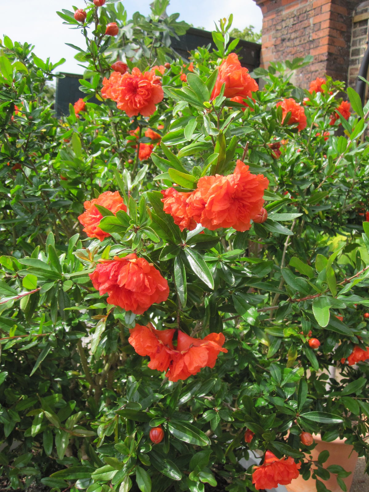 BAŠTENSKI NAR (Punica Granatum Pleniflora)