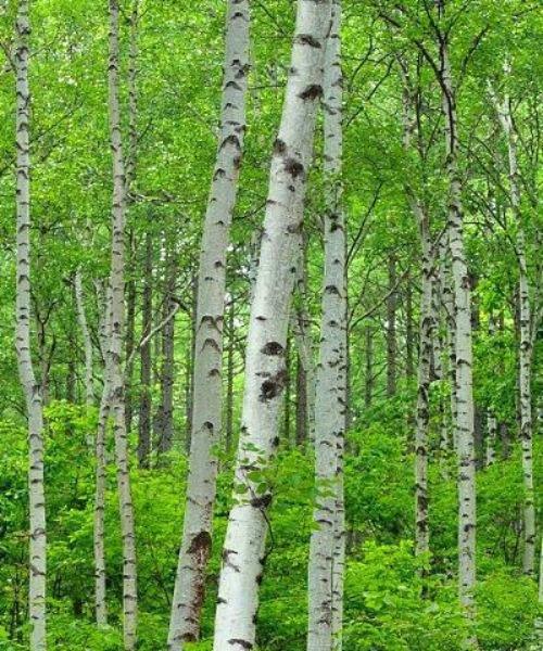 BREZA BELA (Betula Alba)