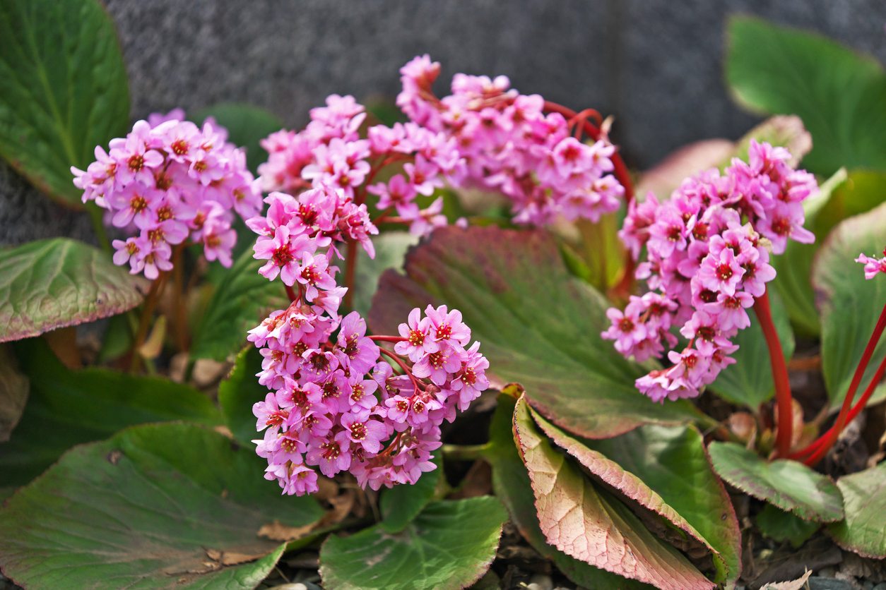 BERGENIJA (Bergenia Winter Glow)