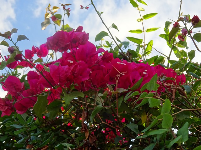 BOUGAINVILLEA GLABRA