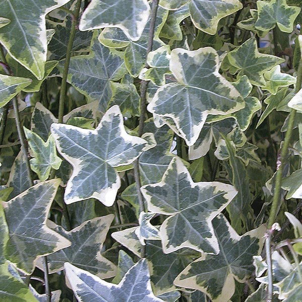 HEDERA CANARIENSIS VARIGGATA