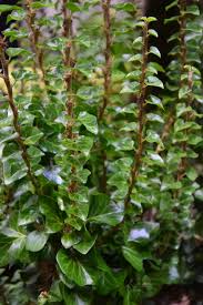 HEDERA ERECTA