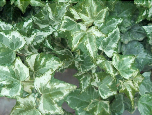 HEDERA GOLDEN INGOT