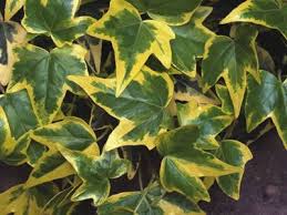 HEDERA GOLD CHILD