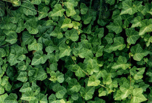 HEDERA PATULJASTA