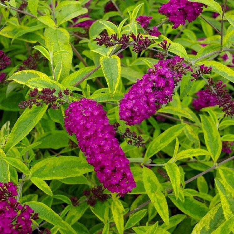 BUDDLEJA DAVIDII SANTANA