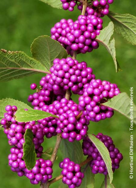  KALIKARPA (Callicarpa Bodiniery)