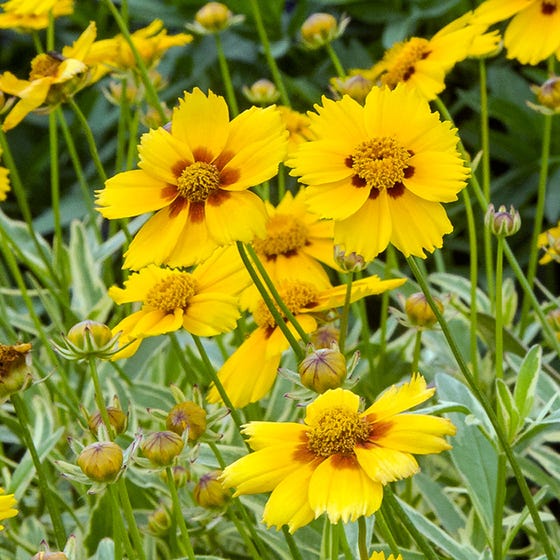 COREOPSIS TEQUILA SUNRISE