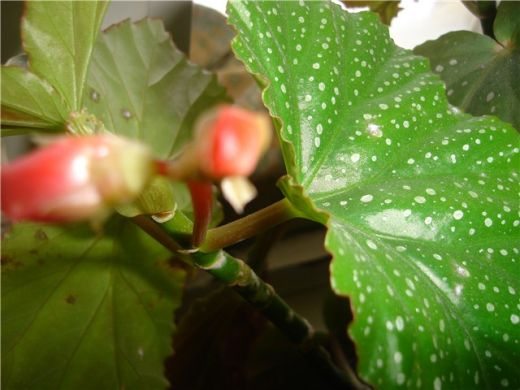 CARSKA BEGONIJA (Begonia Rex)