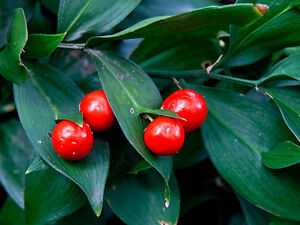 CEZAROV VENAC (Ruscus Hypoglossum)