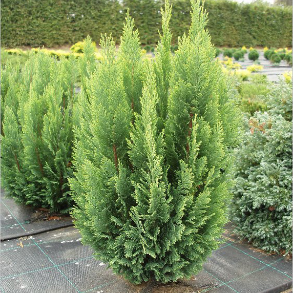 CHAMAECYPARIS LAWSONIANA ELLWOODS EMPIRE