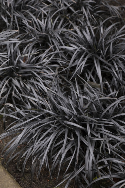 CRNA TRAVA (Ophiopogon Black)