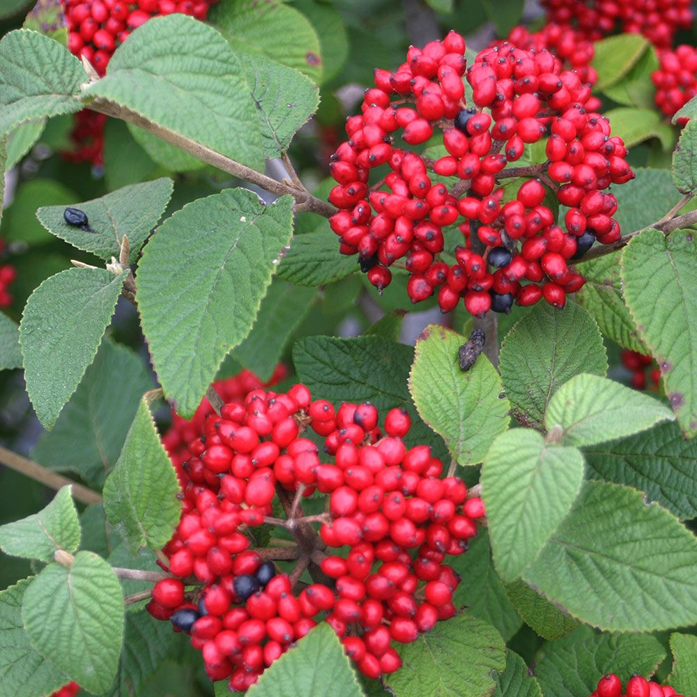 CRNA UDIKA (Vibirnum Lantana)