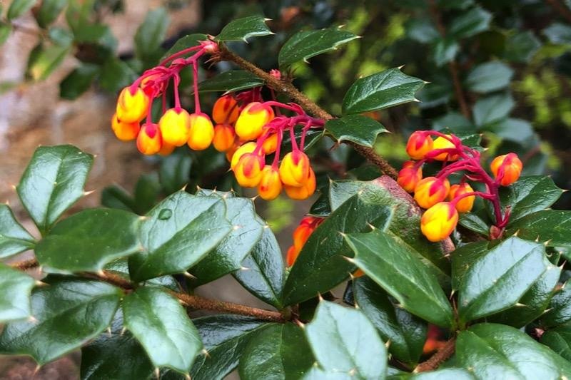  DARVINOV BERBERIS (Berberis Darwinii)