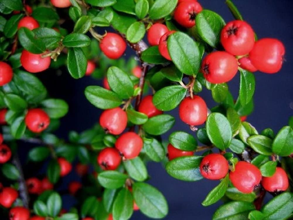 DUNJARICA (Cotoneaster Microphyllus)