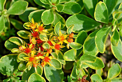 ŽEDNJAK (Sedum Flor &quot;Weihenstephaner Gold&quot;)