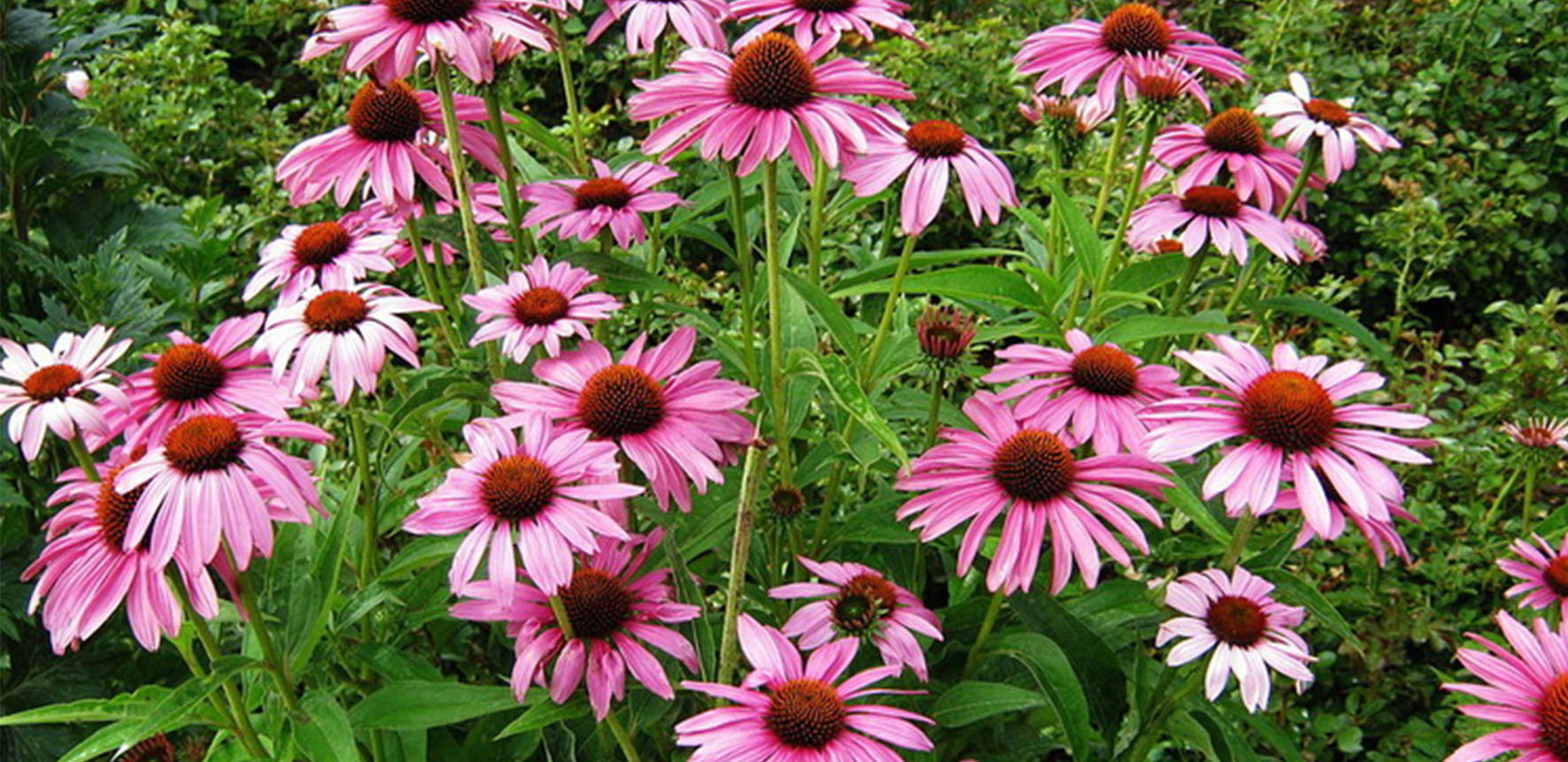  EHINACEA PURPURNA (Echinacea Purpurea &quot;Magnus&quot;)