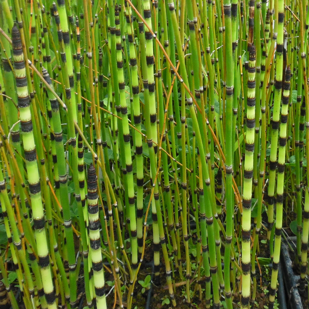 EQUISETUM JAPONICUM