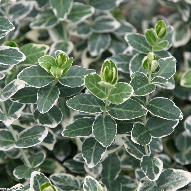 EONYMUS FORTUNEI &quot;GREEN CARPET&quot;