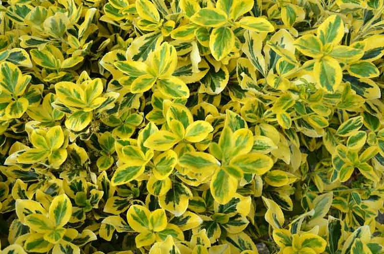 EUONYMUS EMERALD GOLD