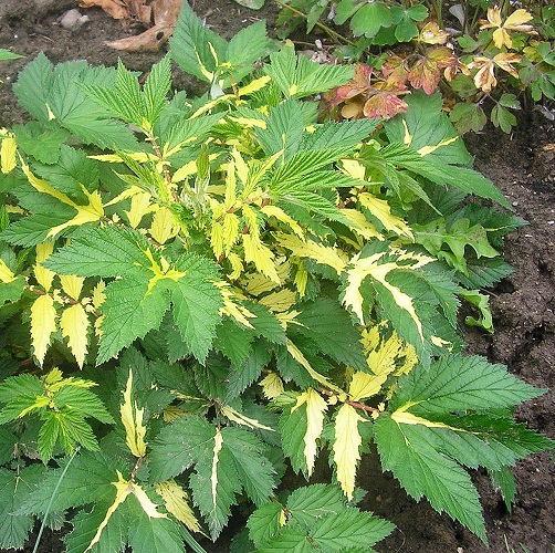 FILIPENDULA ULMARIA VARIEGATA