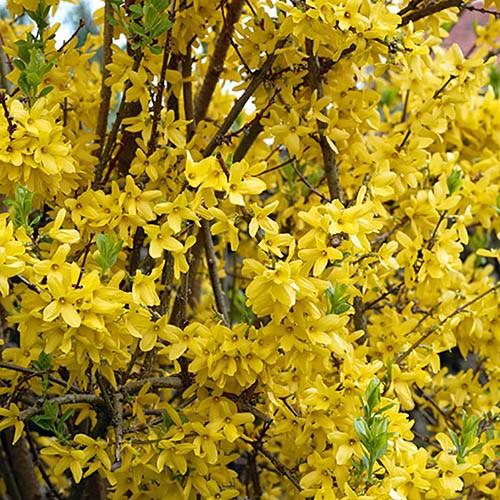 FORZICIJA (Forsythia Intermedia Golden Times)