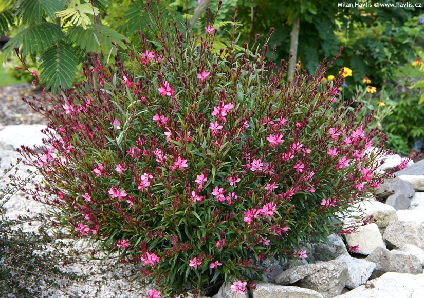 GAURA