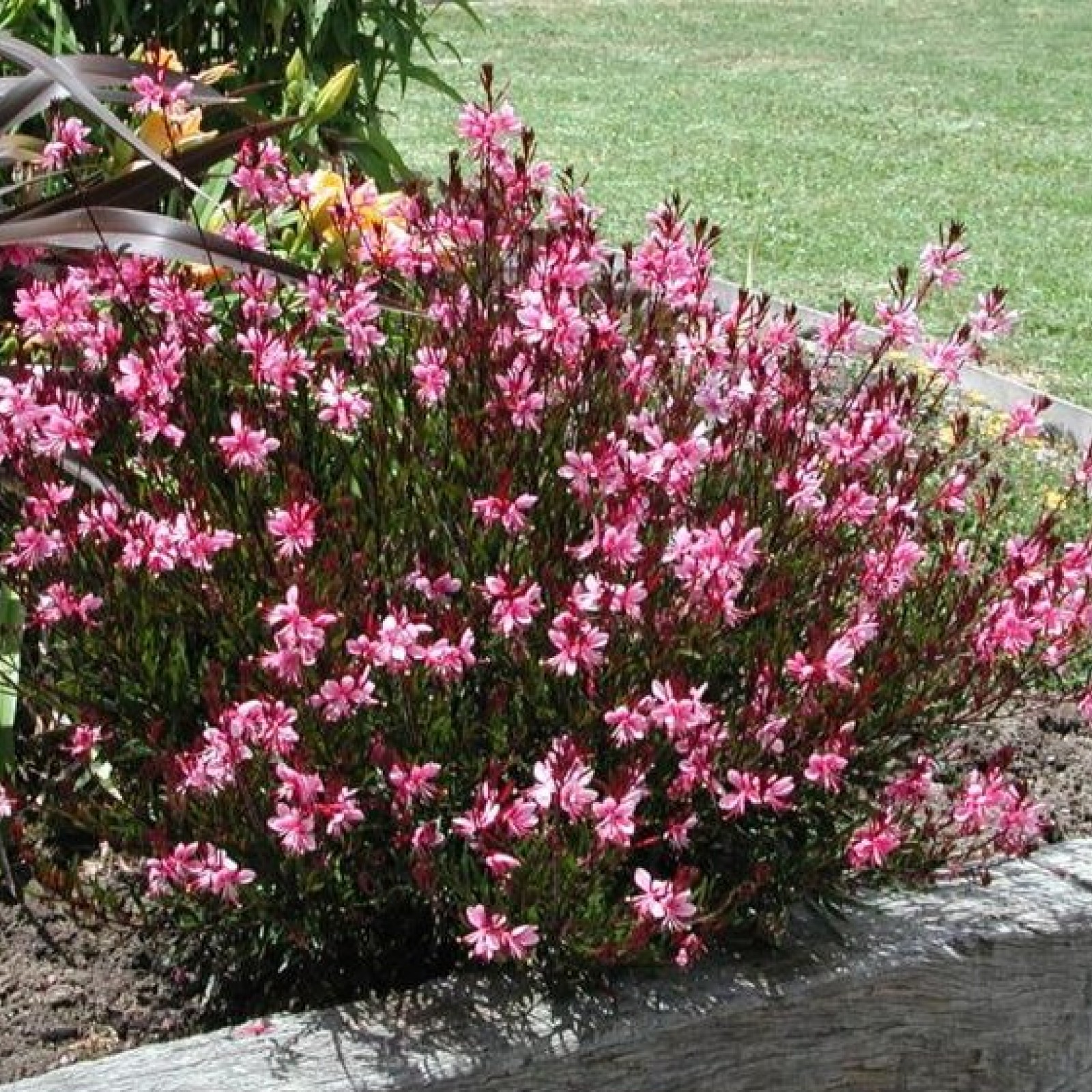 GAURA LINDHEIMERI &quot;BALLERINA ROSE&quot;