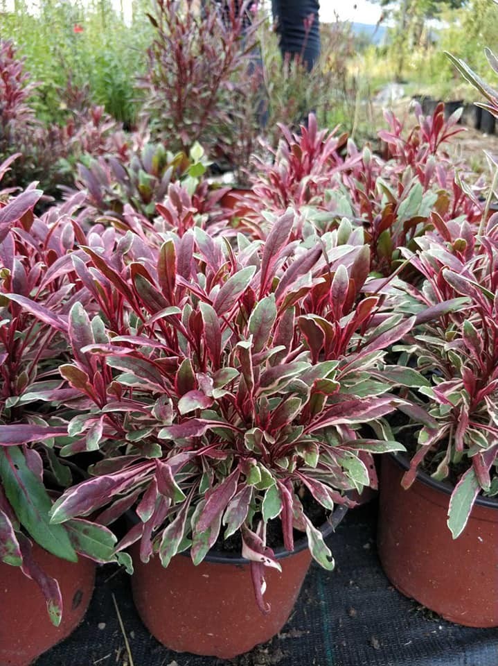 GAURA LINDHEIMERI &quot;PASSIONATE RAINBOW&quot;