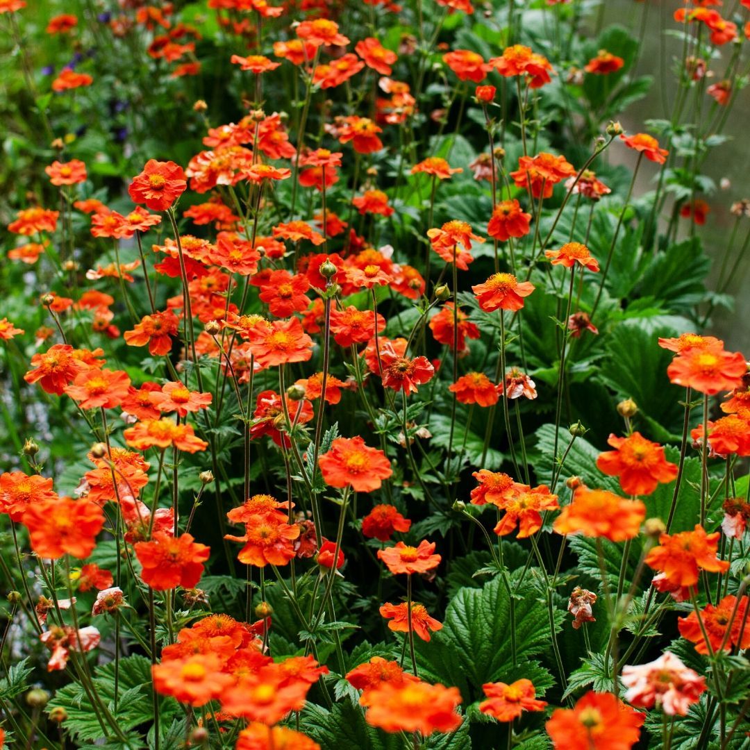 GEUM (Geum Coccineum)