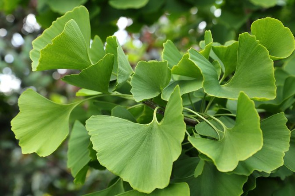 GINKO (Ginkgo Biloba)