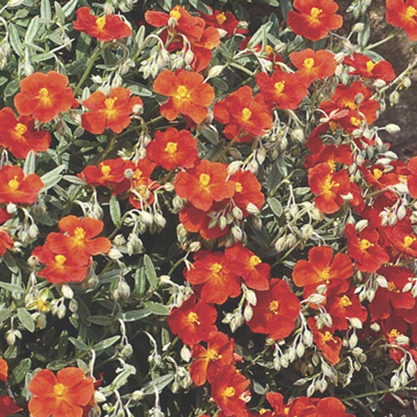 HELIANTHEMUM NUMMULARIUM