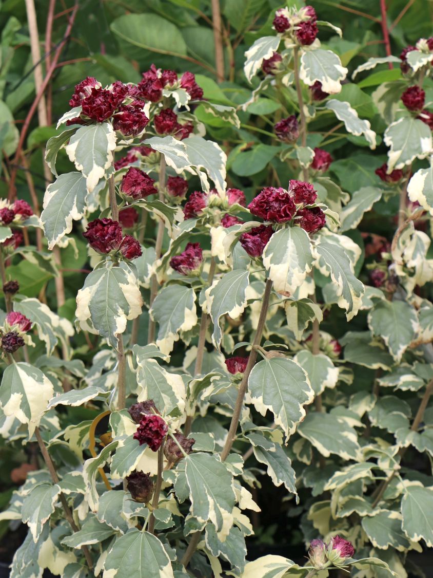 HIBISCUS SYRIACUS VARIEGATA