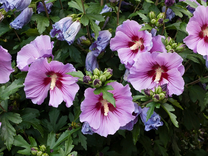 HIBISKUS (Hibiscus Syriacus)