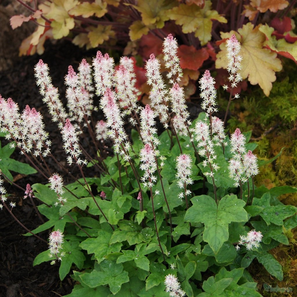 HOJHERA (Tiarella Wherryi)