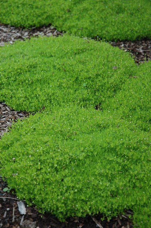 IRSKA MAHOVINA ZELENA (Sagina Subulata)