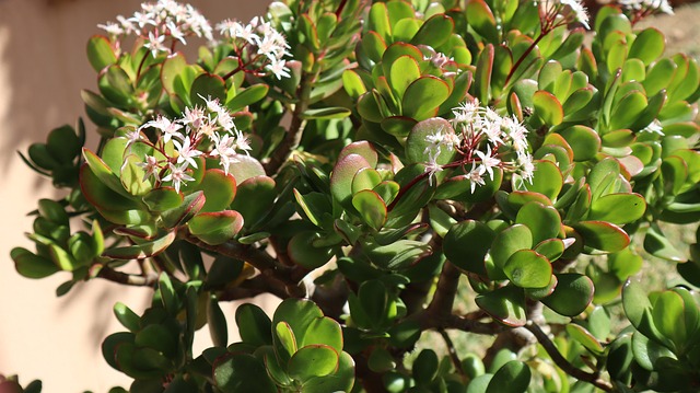 JAPANSKO DRVO ILI DRVO NOVCA (Crassula Ovata)