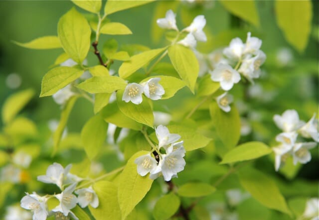 JASMIN (Philadelphus Coronarius Aureus Golden Mock Orange)