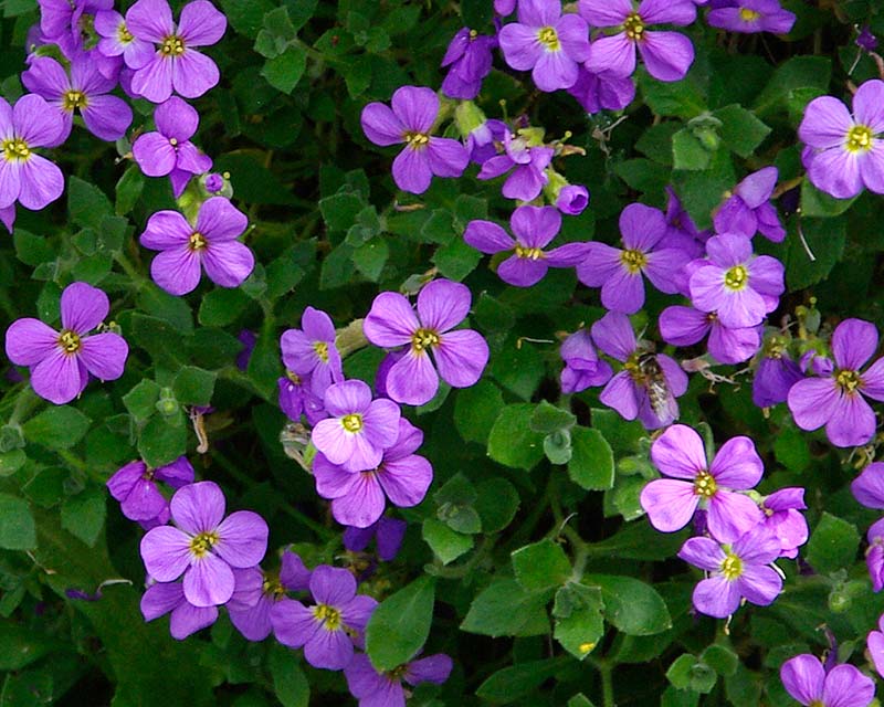 AUBRECIZA PLAVOOKA (Aubrieta Axcent)