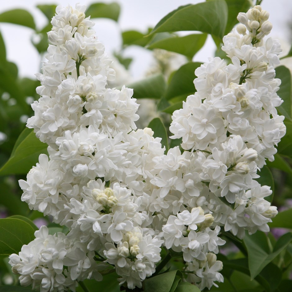 JORGOVAN BELI (Syringa Vulgaris)